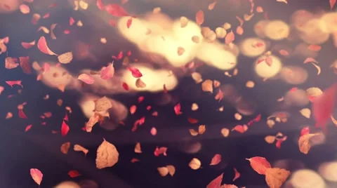 Autumn Flying Leafs Stock Footage 46147226