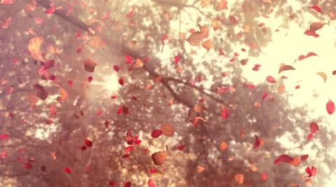 Autumn Flying Leafs Stock-Footage 46147473