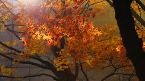 Autumn foilage Stock Footage 8607084