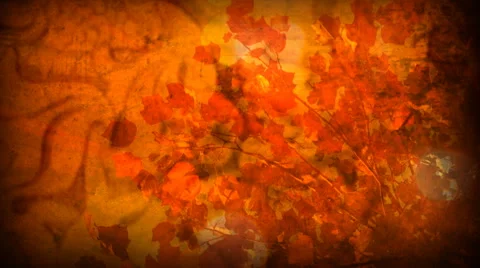 Autumn Foilage Stock Footage 50782526