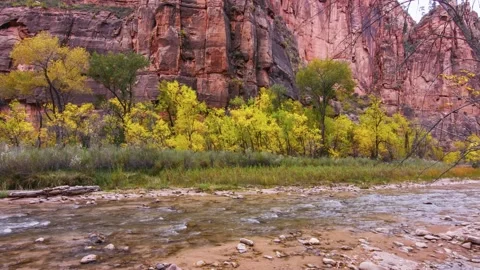 Autumn foliage along the Virgin River in Zion National Park, Utah, USA Stock Footage 332021353