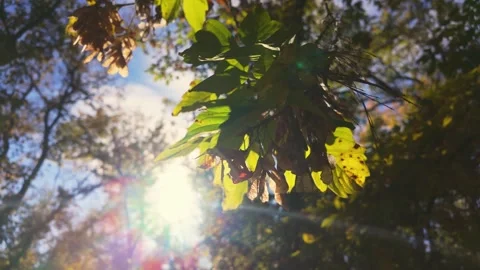 Autumn Foliage And Rays Stock Footage 285961253