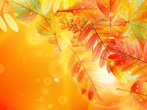 Autumn foliage background. Stock Illustration