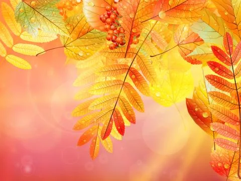 Autumn foliage background. Stock Illustration