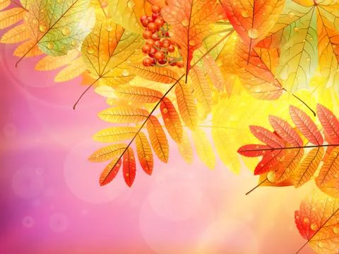Autumn foliage background. Stock Illustration