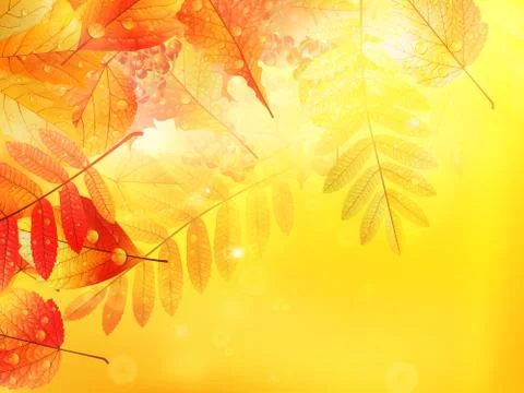 Autumn foliage background. Stock Illustration