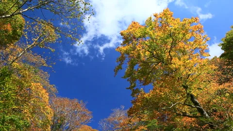 Autumn Foliage in the Beech Forest 스톡 동영상 332380682