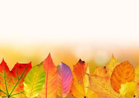 Autumn foliage border background Stock Photos