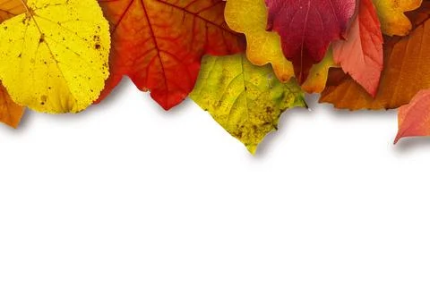 Autumn foliage border background Stock Photos