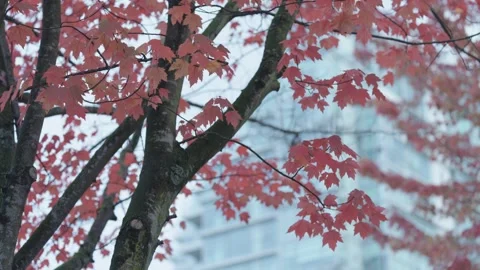 Autumn foliage collection Stockbeeldmateriaal 337447126