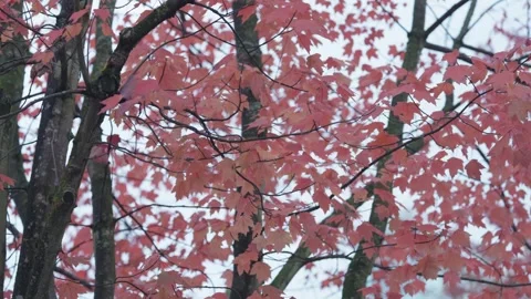 Autumn foliage collection Stockbeeldmateriaal 337447130