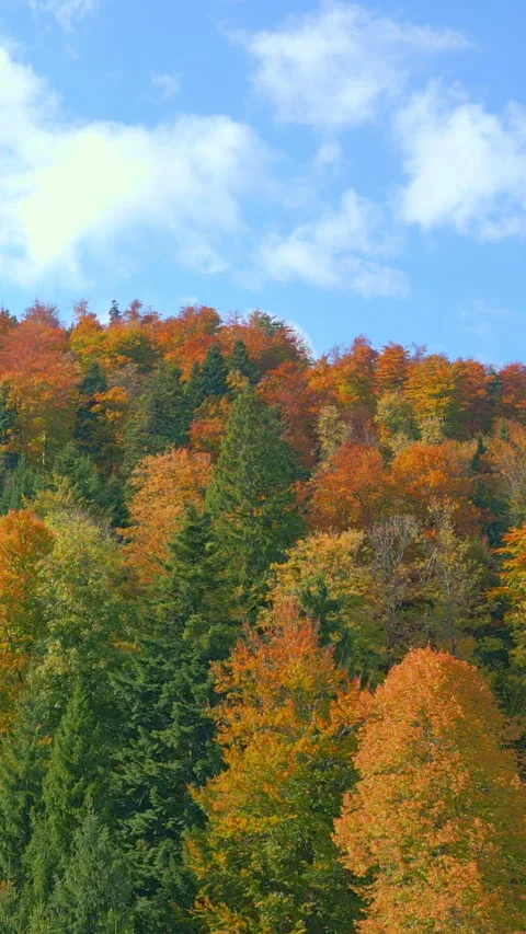 Autumn Foliage in a Dense Forest with Red, Orange, and Green Leaves 库存影片 319916308