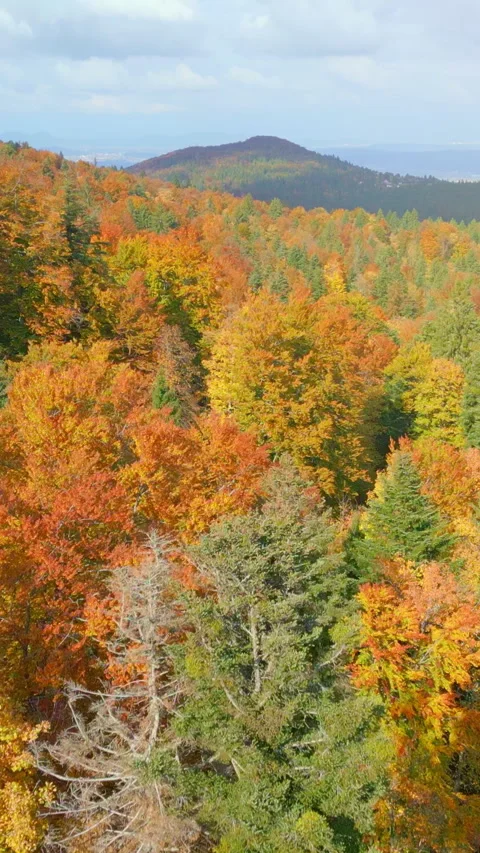 Autumn Foliage in a Dense Forest with Rolling Hills and Distant Mountains Vidéo 319916318