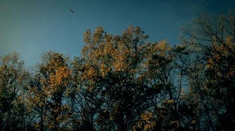 Autumn foliage fall Stock Footage 34380144