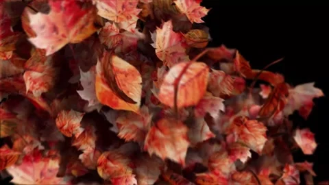 Autumn Foliage Falling Leaves 4K UHD Animation Overlay for Fall Video Content Stock Footage 344014905