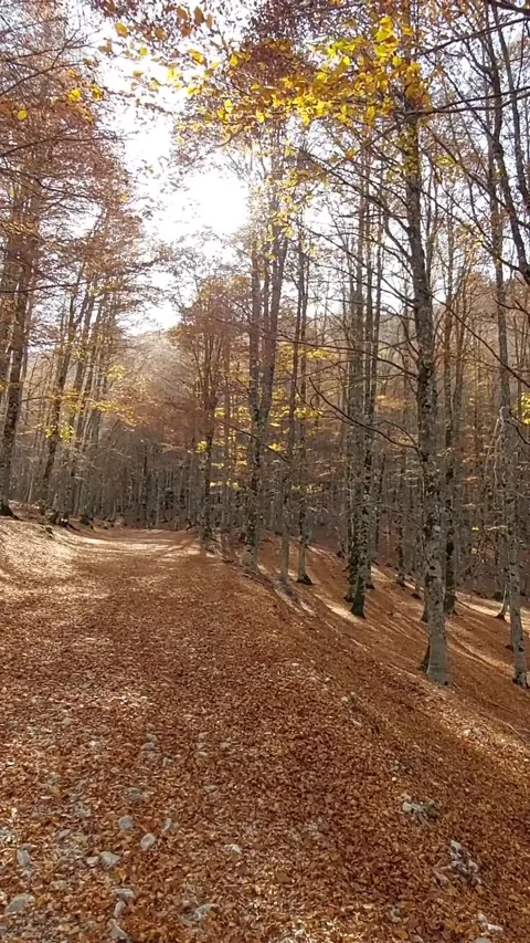 Autumn foliage, falling leaves Video stock 221201966