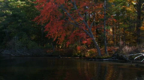  AUTUMN FOLIAGE Stock Footage 271915