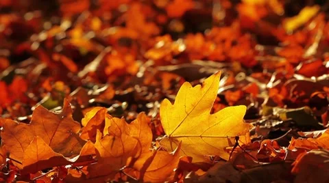 Autumn foliage Stock Footage 8833279
