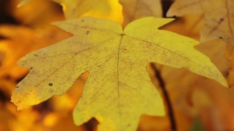 Autumn foliage Stock Footage 8833619