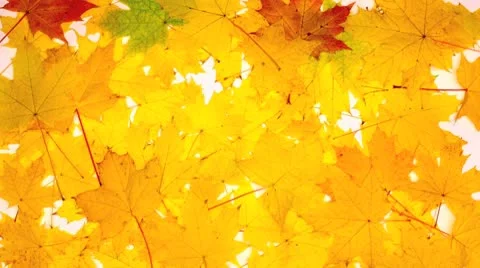 Autumn foliage Stock Footage 8850004