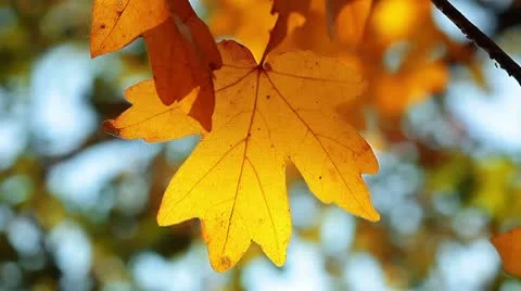 Autumn foliage Stock-Footage 8854177