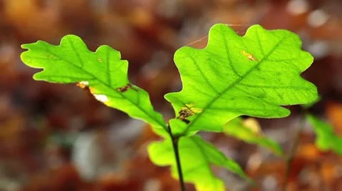 Autumn foliage Stock Footage 8854268