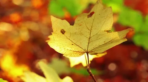Autumn foliage Stock Footage 8963406