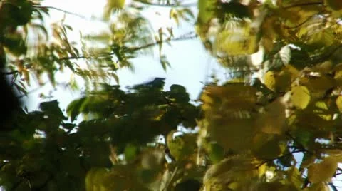 Autumn Foliage Video stock 9210054
