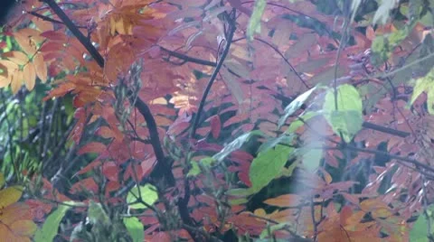 Autumn Foliage Stock Footage 9211680