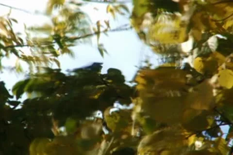 Autumn Foliage 스톡 동영상 10609917