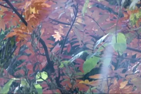 Autumn Foliage 스톡 동영상 10609923