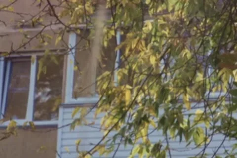 Autumn Foliage 스톡 동영상 10609932