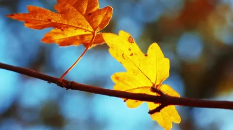 Autumn foliage Stock Footage 12275269