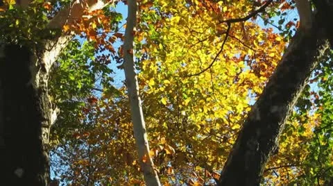 Autumn Foliage Video stock 12625098