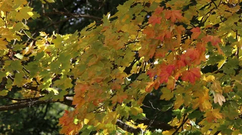 Autumn foliage Stock Footage 31343465