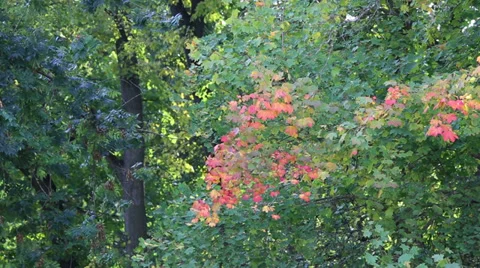 Autumn foliage Stock Footage 31345212
