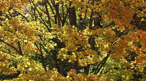 Autumn Foliage Stock Footage 31453963