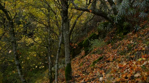 Autumn foliage Stock Footage 35888183