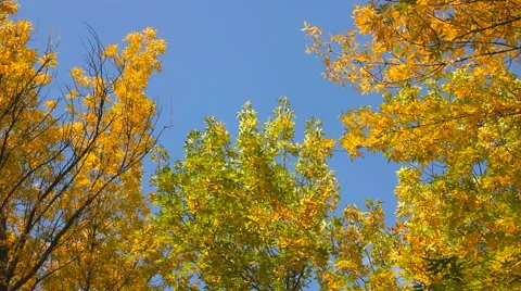 Autumn foliage Stock Footage 42310990
