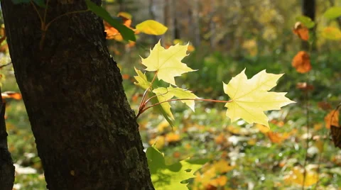 Autumn Foliage Stock Footage 43295231