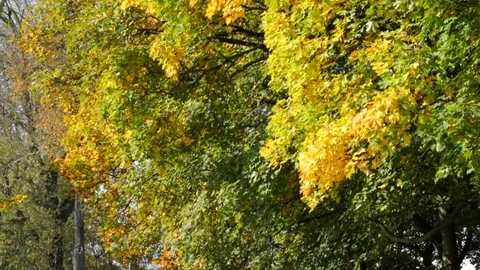 Autumn foliage Vidéo 81492238