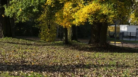 Autumn foliage Video stock 81492250