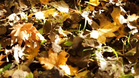 Autumn foliage 库存影片 85015469