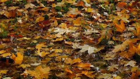 Autumn foliage 库存影片 85015879