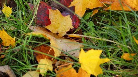 Autumn foliage 库存影片 85015993