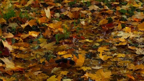 Autumn foliage 库存影片 85166871