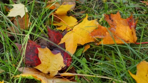Autumn foliage Video stock 85166878