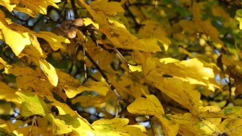 Autumn foliage 库存影片 85167054