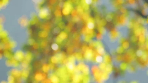 Autumn foliage 库存影片 85167134