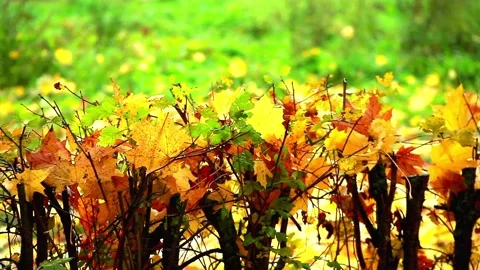 Autumn foliage Video stock 95643298